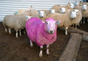 Pink Sheep