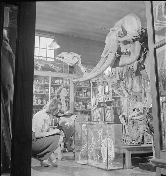 Female students make notes and sketches in the Cole Museum, 1945