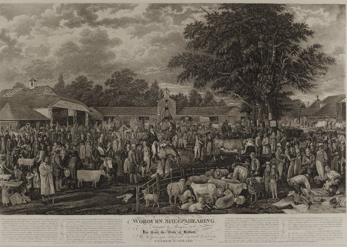 Woburn sheepshearing