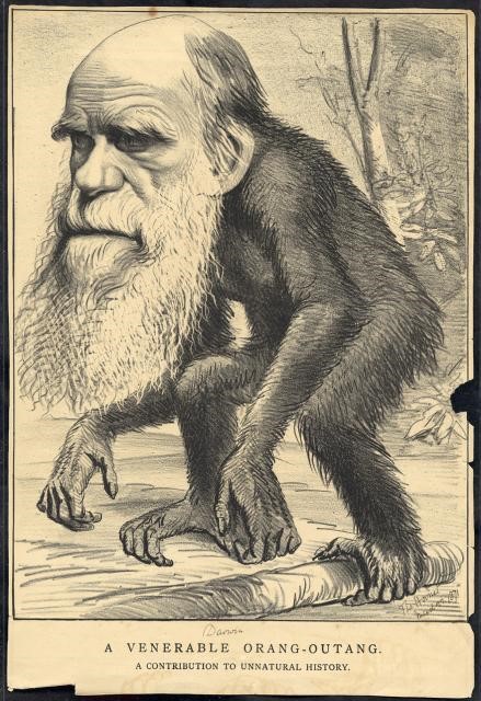 Apeman Darwin image