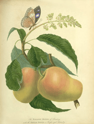 The Mazagon Mango of Bombay with the Papilio Bolina or Purple-eyed Butterfly, James Forbes, The British Library